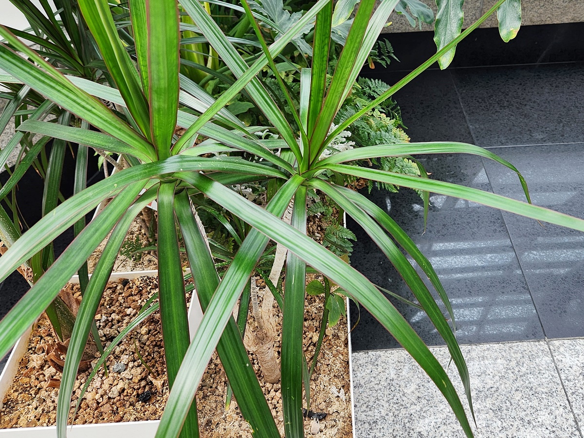 드라세나 마지나타