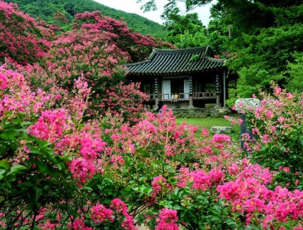 가을에 피는 꽃 배롱나무-담양 명옥헌 원림