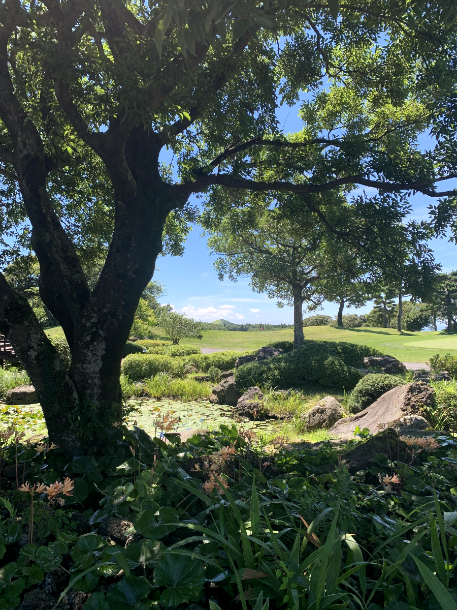 엘리시안 제주 CC 울창한 숲