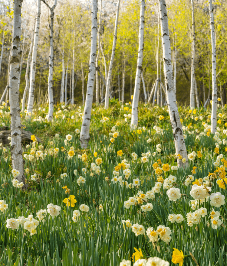 화담숲 벚꽃 개화