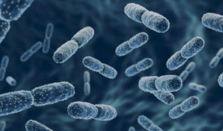 유산균(프로바이오틱스)