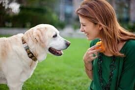 사람과 마주 앉아있는 강아지 모습