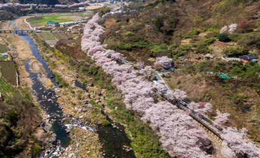 봄꽃 기차여행 (벚꽃기차)코스 및 금액 정리