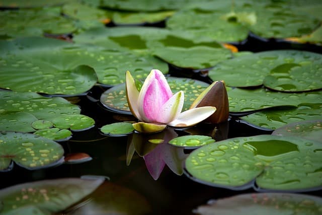 물만 있으면 되는 수생식물 재배 사업의 숨겨진 가능성