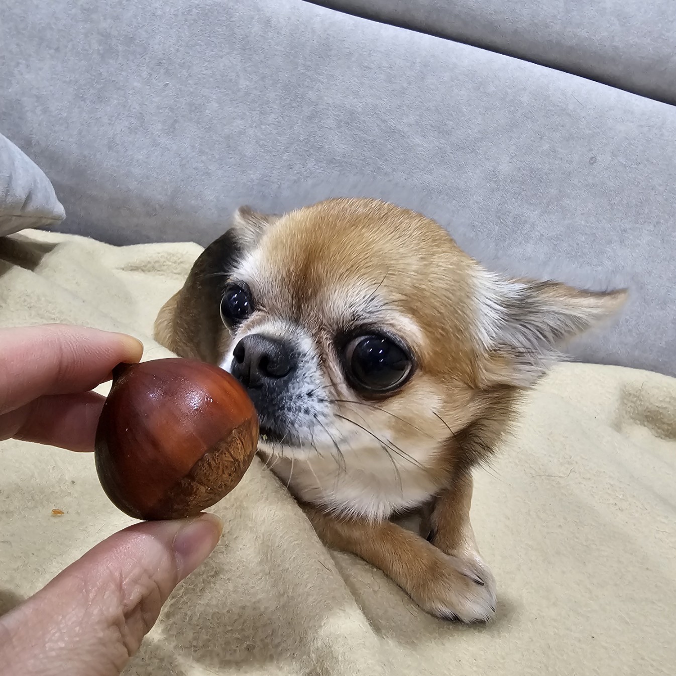 강아지와-밤