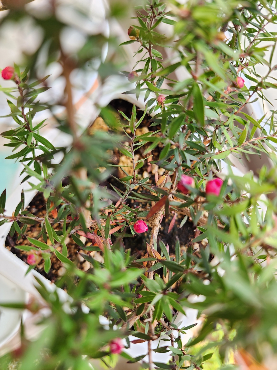 꽃망울이 여기저기 달려있는 호주매화