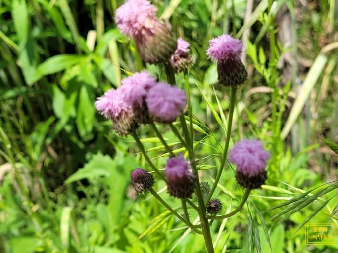 지칭개의 효능 6가지와 먹는 법&amp;#44; 꽃말&amp;#44; 부작용