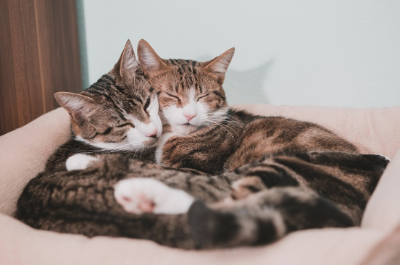 같이 자는 고양이