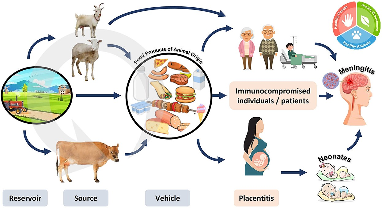 [A20-A28] 특정 동물매개의 세균성 질환(A20-A28)