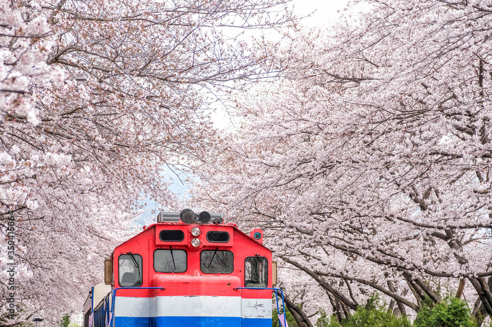 벚꽃 성지, 진해 군항제! 경화역&bull;여좌천 필수 코스 가이드