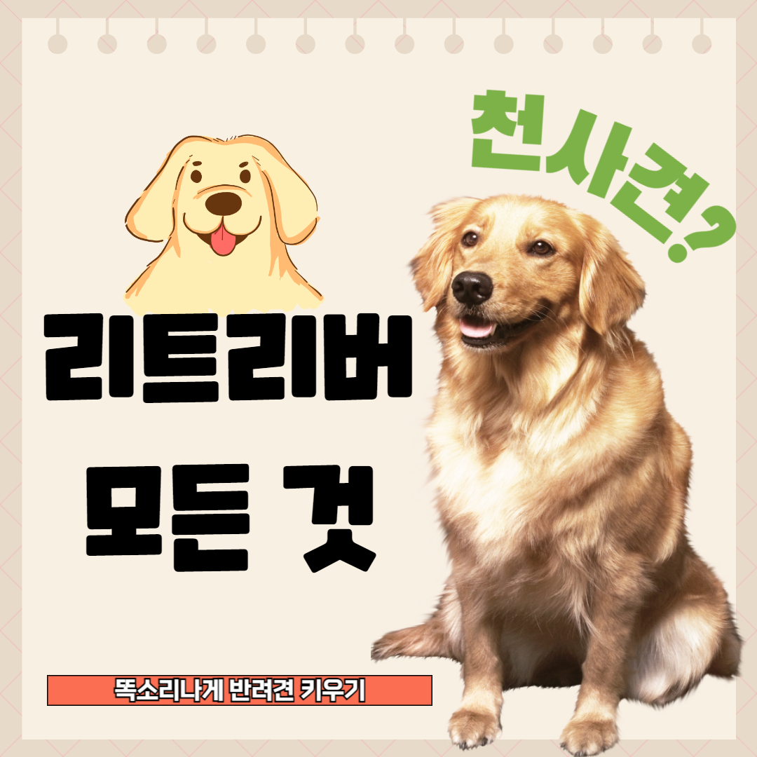 리트리버 종류 성격 장단점 유전질환 알아보기