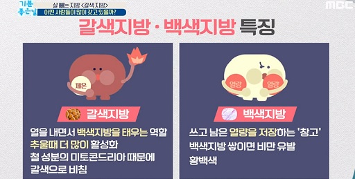 글의 이해를 돕기 위한 갈색지방과 백색지방의 역할