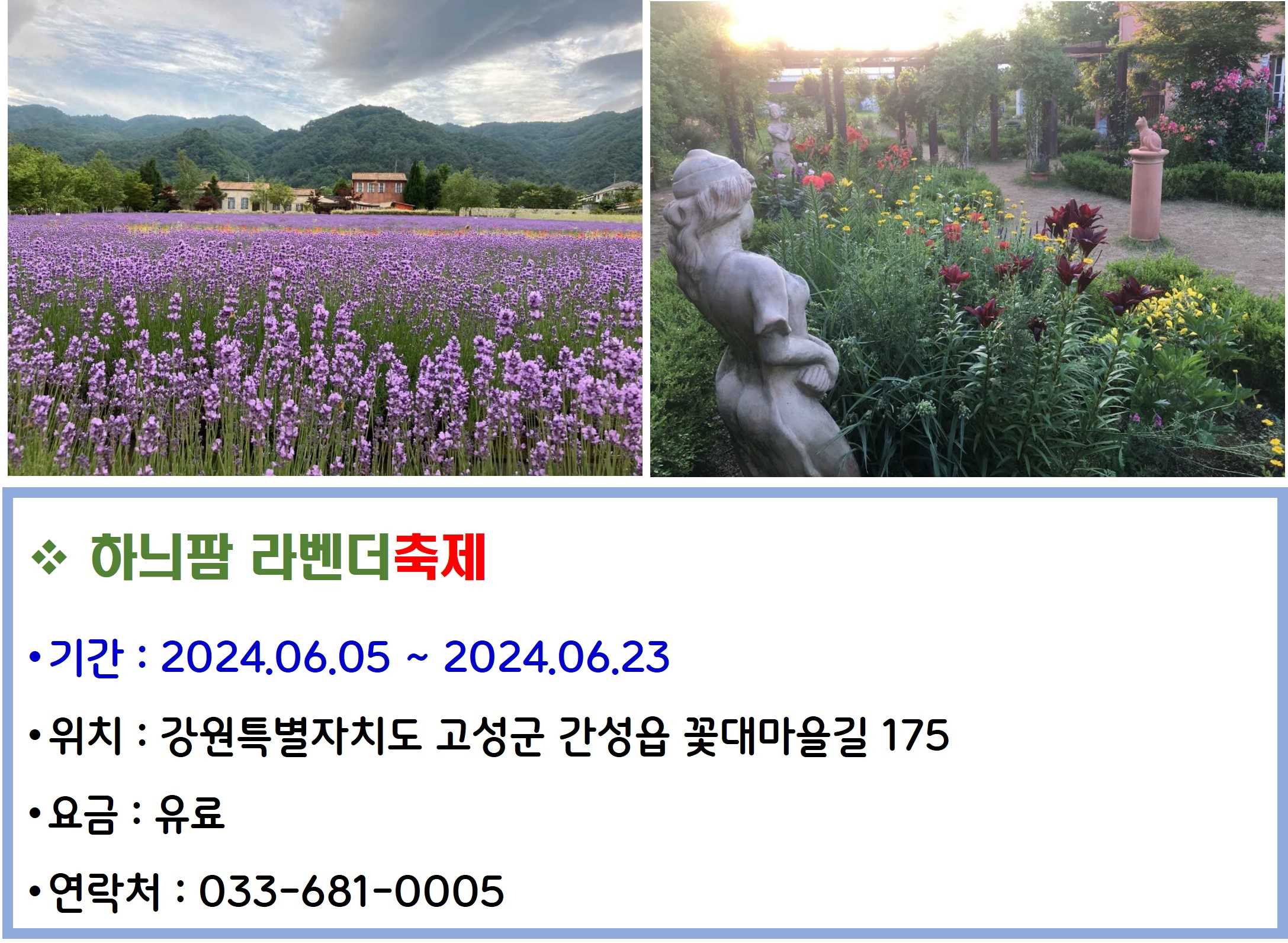 하늬팜 라벤더축제