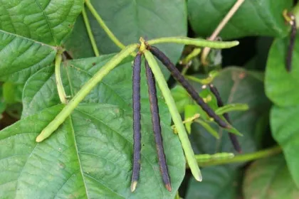 녹두 재배 직파 심기 병해 예방 수확 건조_8