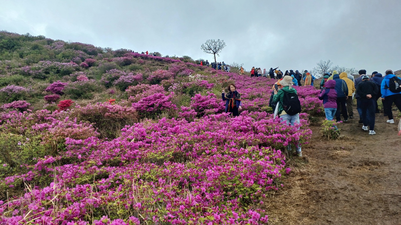 합천 황매산 철쭉3