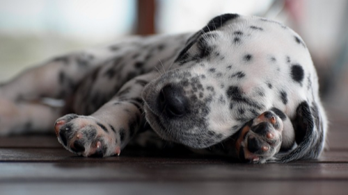 달마시안(Dalmatian) 이미지