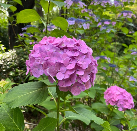 제주 수국 명소