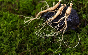 산양삼/출처:어도비스톡