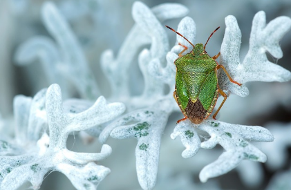 벌레 곤충꿈 상황별 해몽