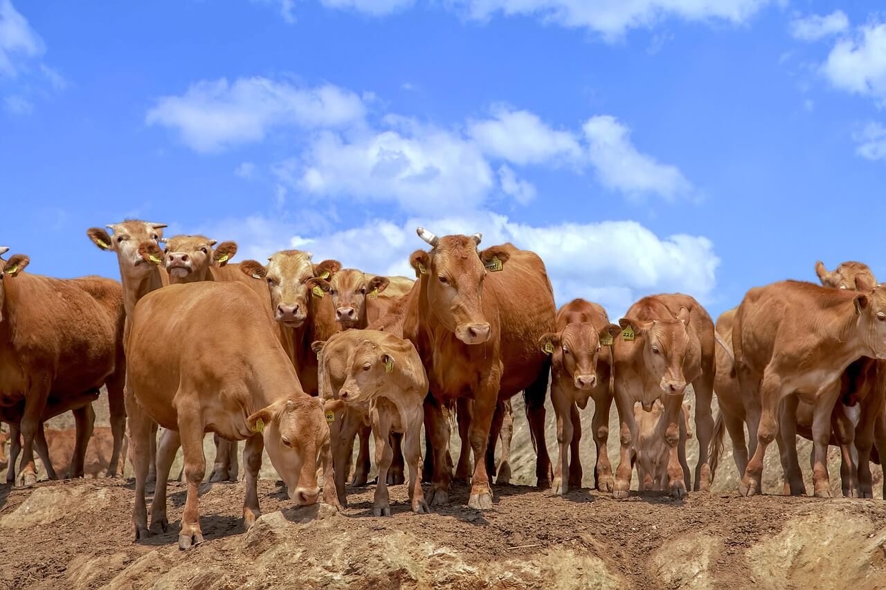 6시내고향 가정의 달 한우 할인판매행사 전북 정읍 한우 온라인한우장터 소프라이즈 행사 및 지역 할인 판매 할인 판매행사 안내