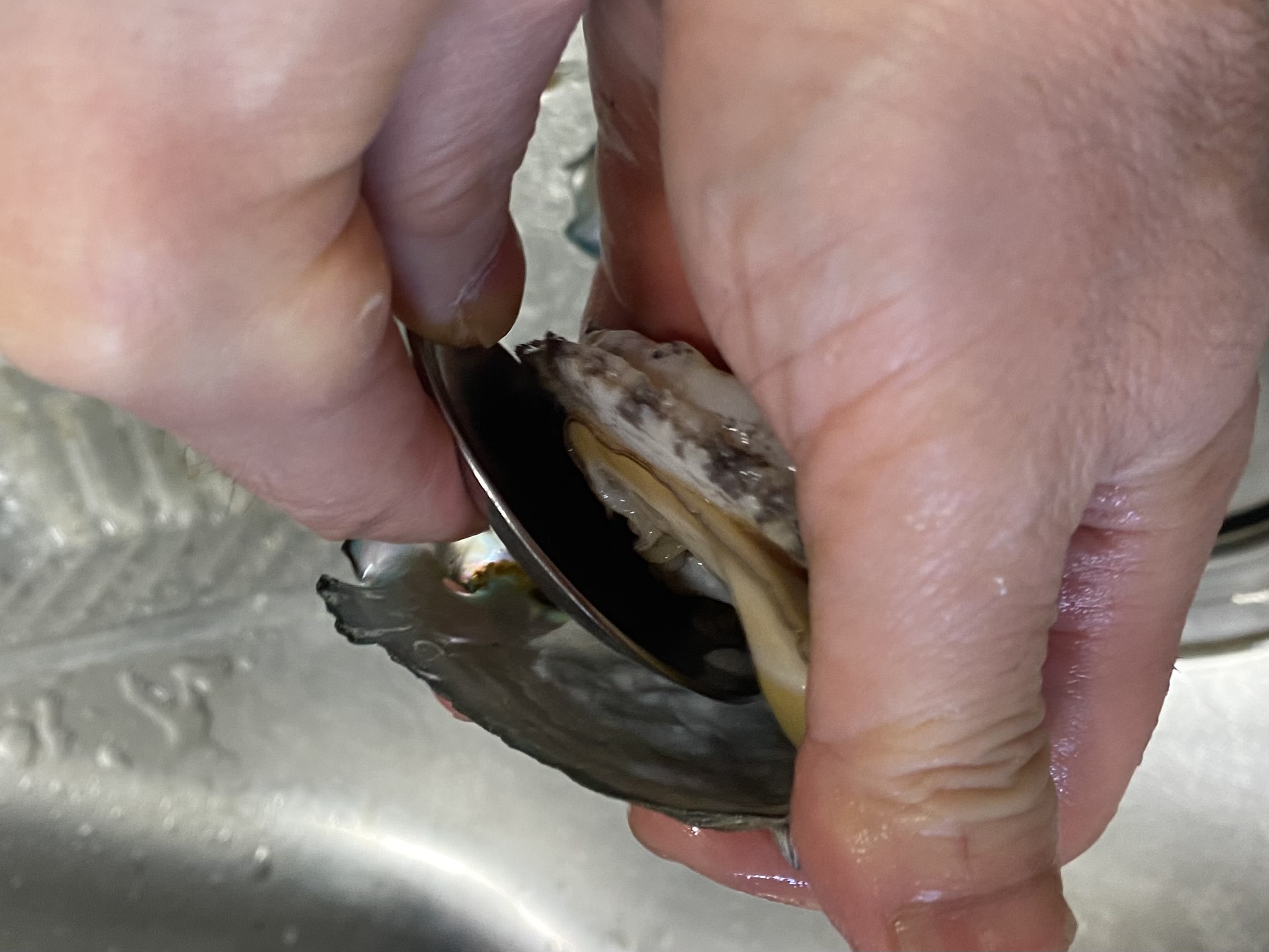 숫가락으로 전복 껍질과 살과 분리하는 사진