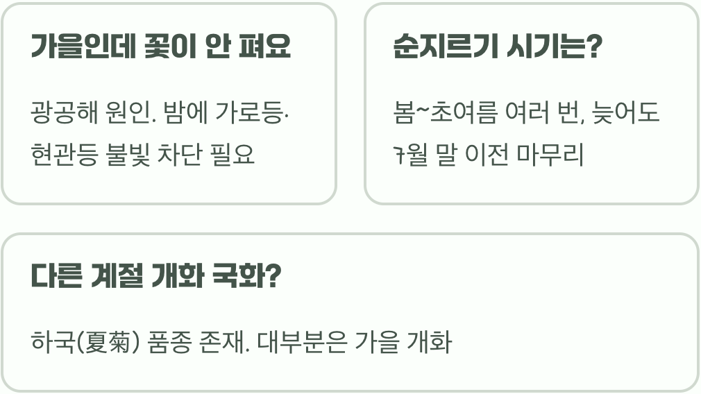 국화 개화 시기, 가을의 정취를 알리는 향기로운 신호