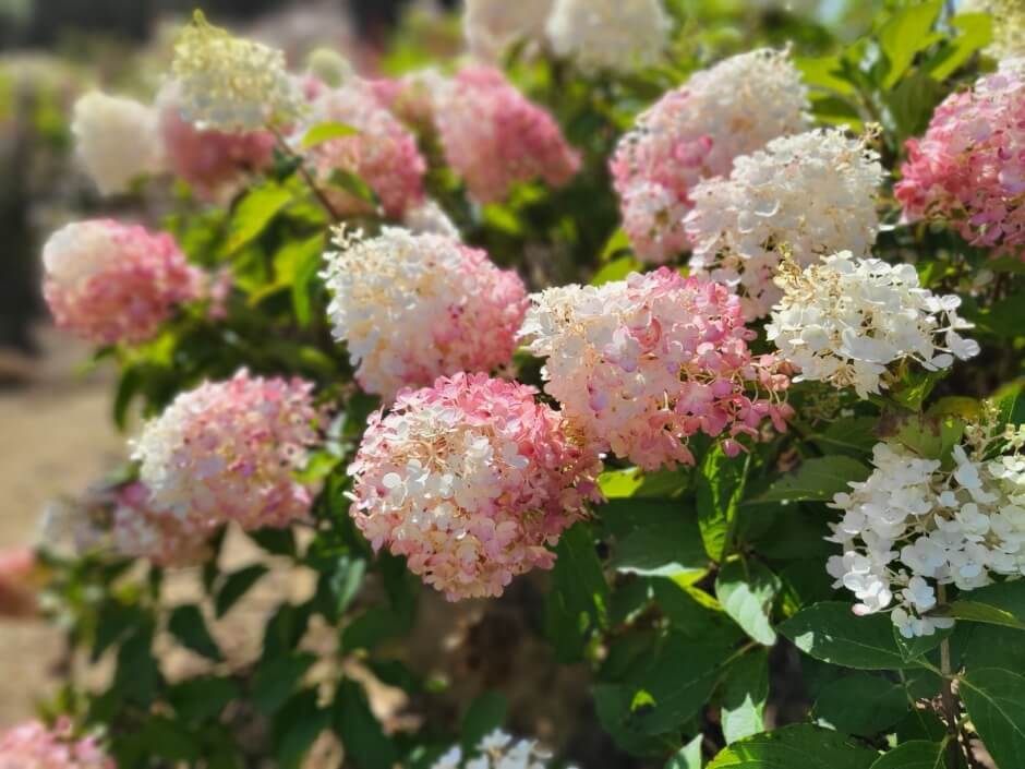 고창청농원-라벤더축제