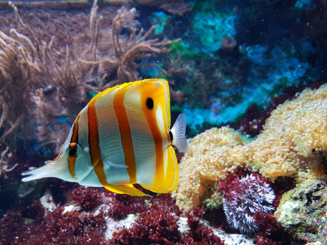 Aquarium