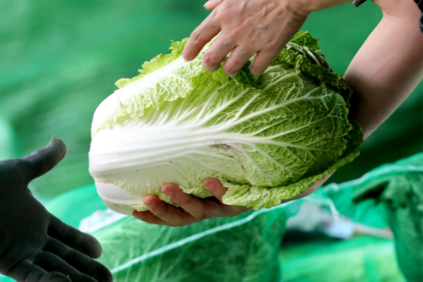배추대용 채소의 현실가격