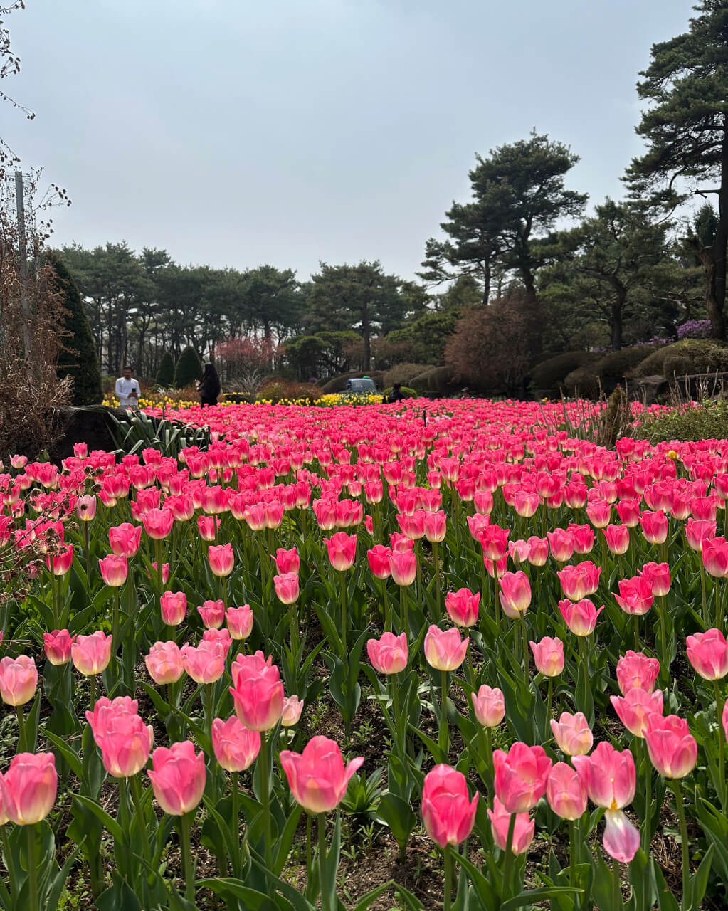 2025년 벽초지수목원 튤립 봄꽃축제 가이드!!