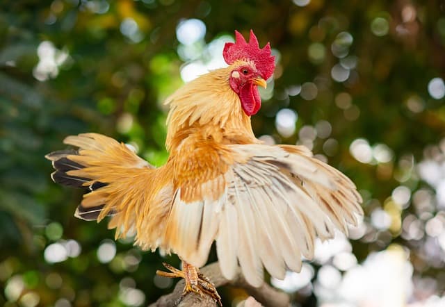 닭은 정말 못 날까? 닭의 날개가 가진 한계와 가능성