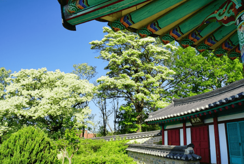 흥해향교-이팝나무