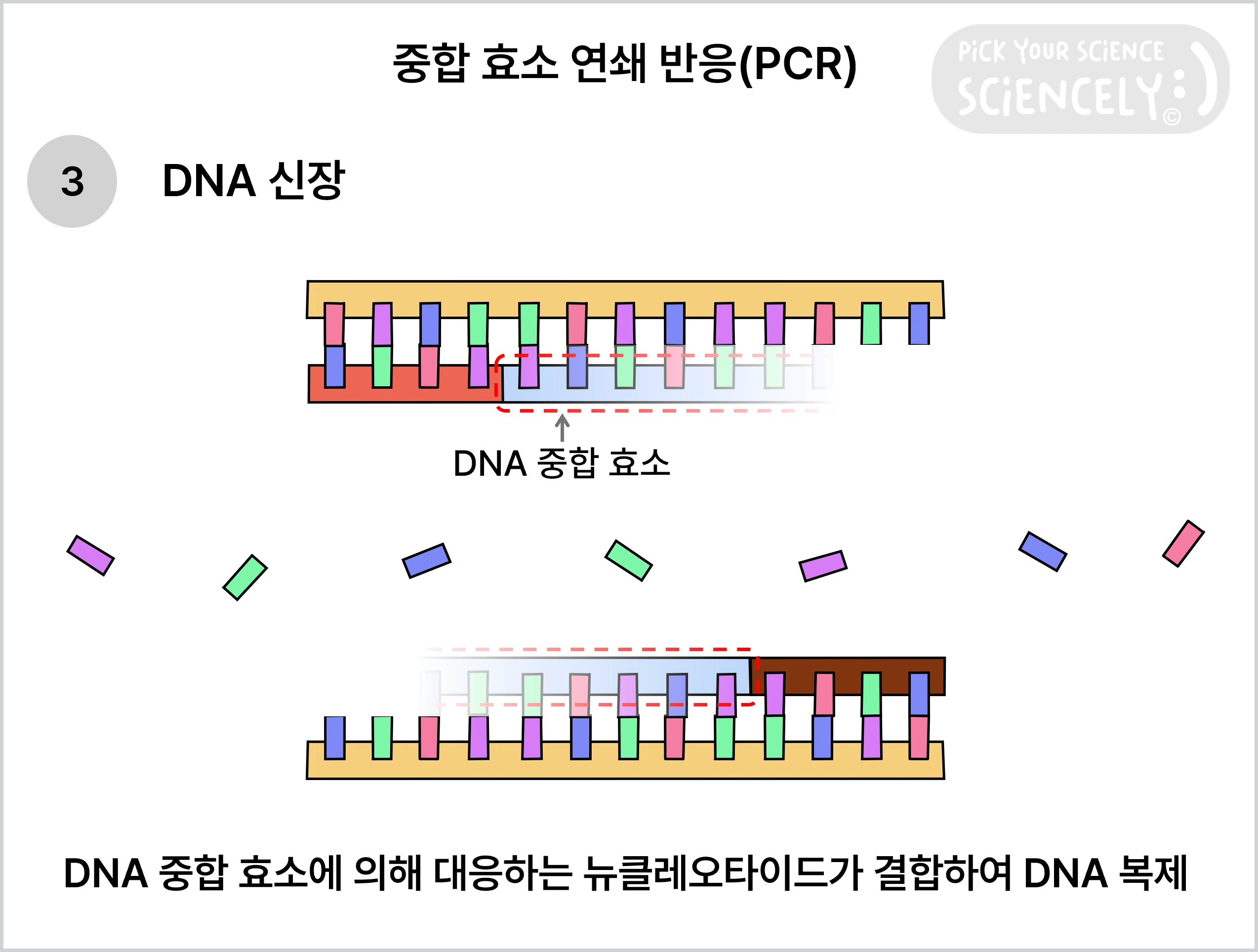 중합 효소 연쇄 반응, PCR, DNA 신장