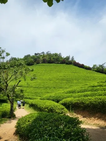 보성 녹차밭 대한다원 입장료 주차 코스 정보 총정리_6