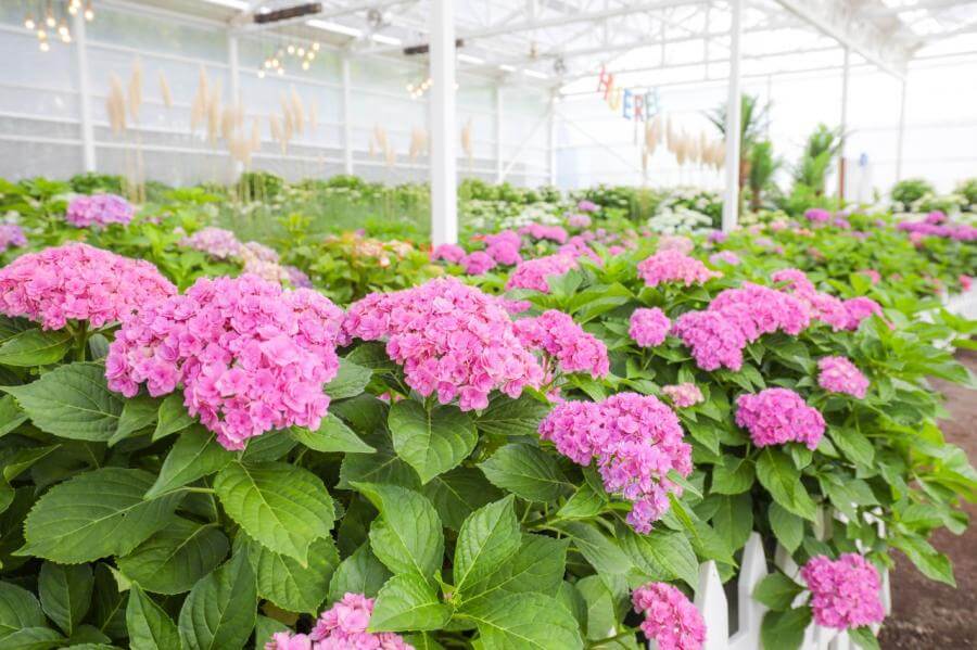 휴애리핑크뮬리축제