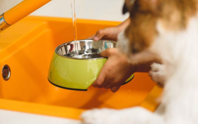 강아지가 물그릇에 물을 받고있는 주인과 물그릇을 바라보는 모습