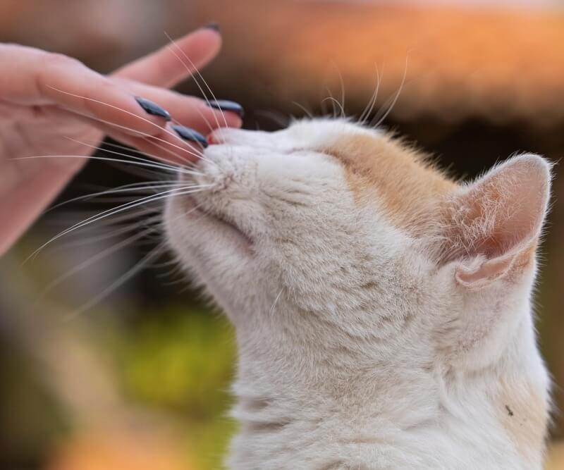 사람손길을 즐기고 있는 고양이 사진