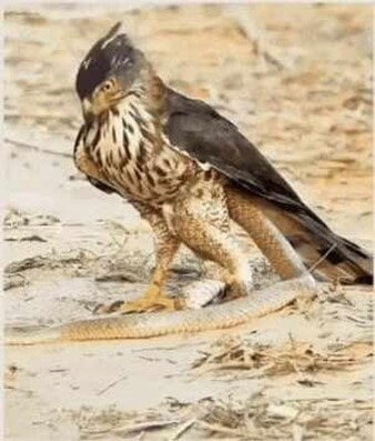 매가-황금색-뱀을-잡아-강인한-발로-제압하는-모습