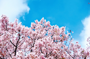 50대 부부를 위한 서울 근교 당일치기 여행지 BEST5 용인 호암미술관+희원