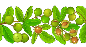 지질 함유량이 높은 '마카다미아넛'