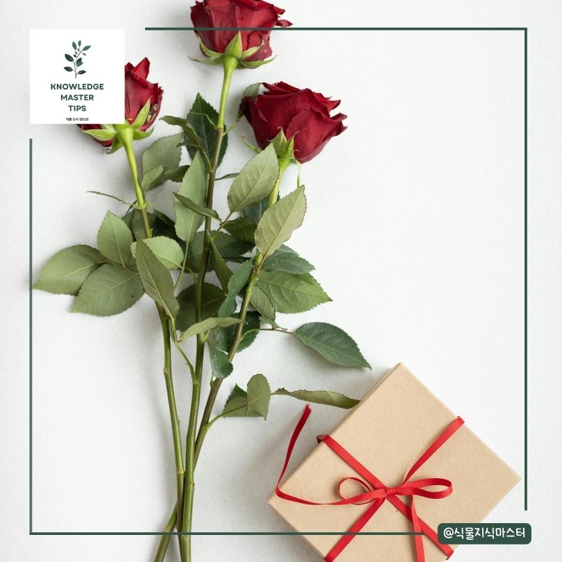 장미꽃 꽃말과 여러 의미들 - 비지니스 상황에서 장미를 사용하는 법