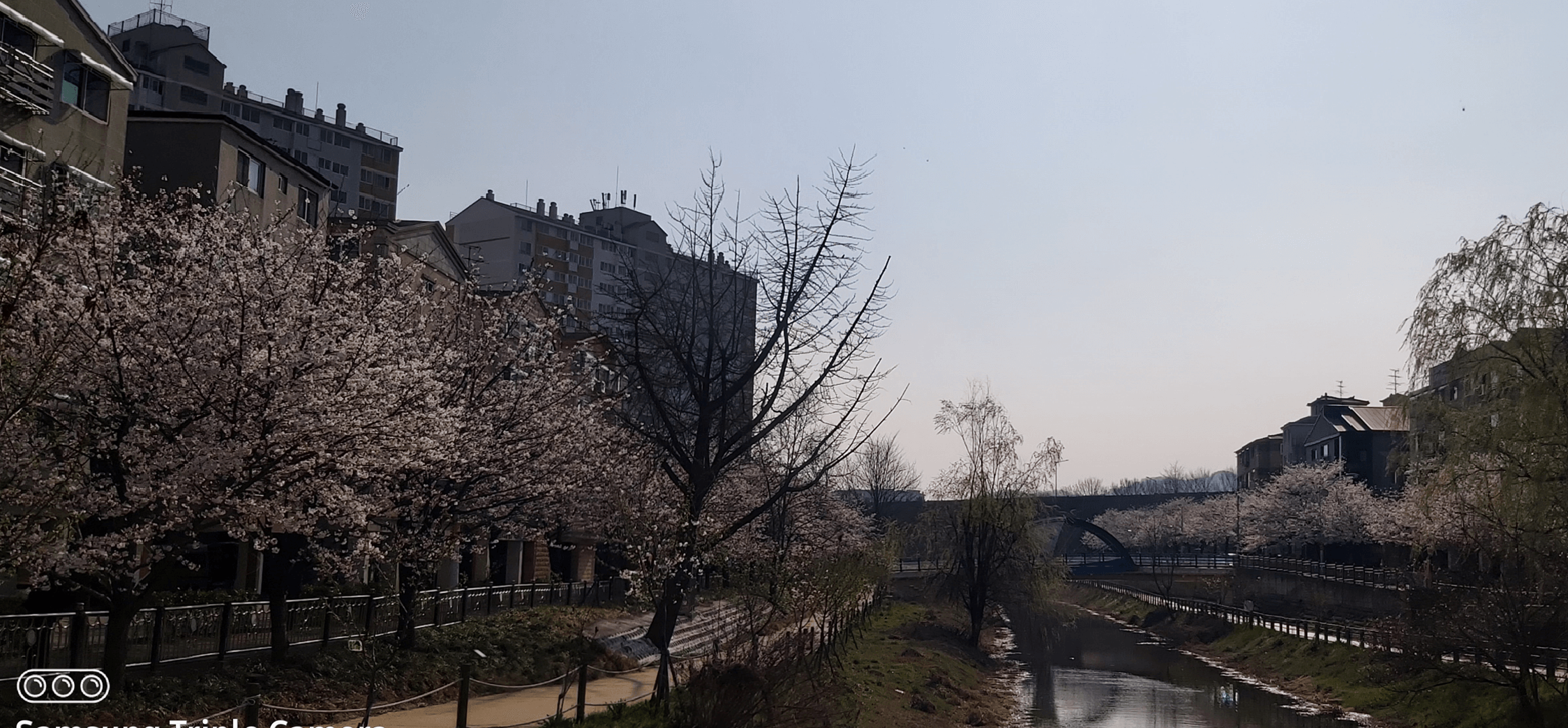 논 옆에 수로 그 옆에 벚꽃이 만개하다