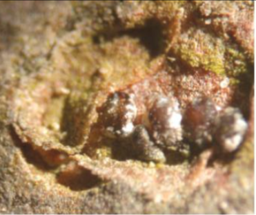 솔껍질깍지벌레