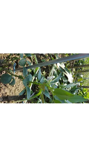 잠두콩 재배 저온 발아 지주 설치 꼬투리 관리_11