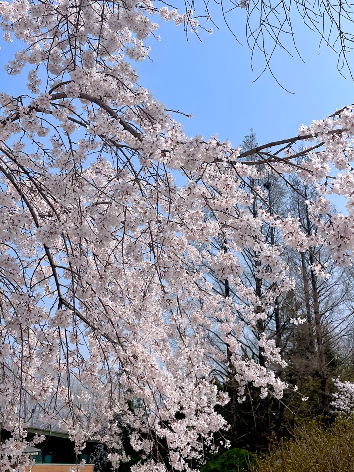 벚꽃
