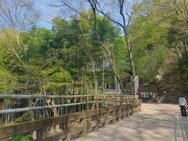 사시사철 푸른대나무