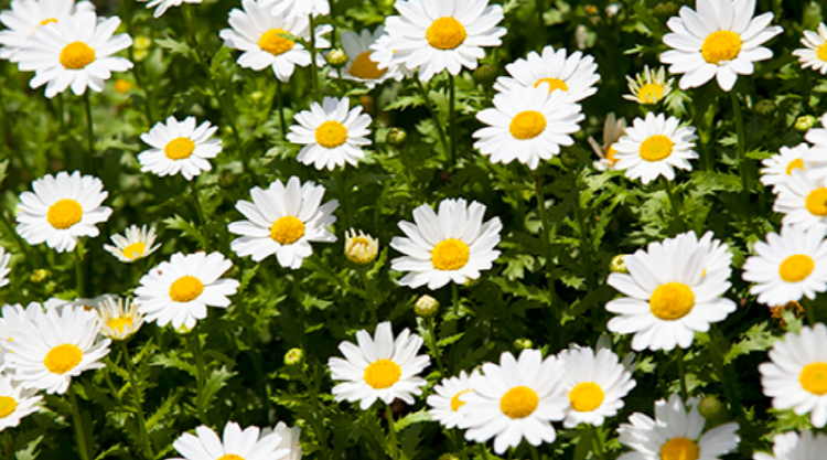 청옥산 육백마지기