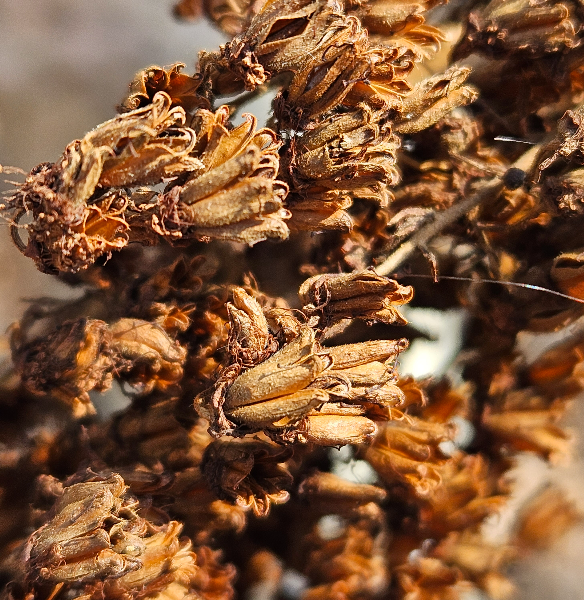 쉬땅나무 열매1