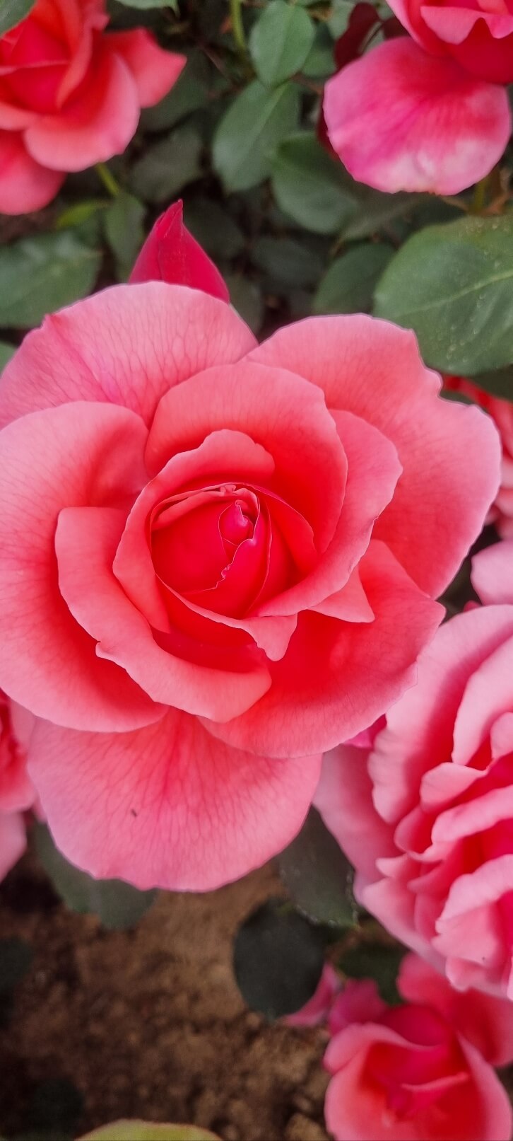 부천 백만송이 장미공원 장미축제 찾아가는 길