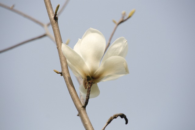 백목련